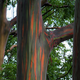 Illustration for article titled These Eucalyptus Trees Look Like They Are Made Of Crayons